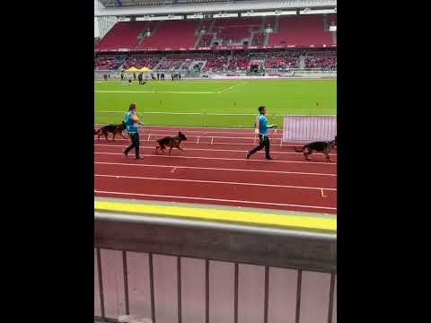 Progeny Group - BSZS 2022 VA Quantum v. Schonen Rosen (Mondo di Casa Palomba - Ima vom Pendler)