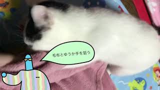 今日の、ぽんず。2018. 11.8  today's my kitty