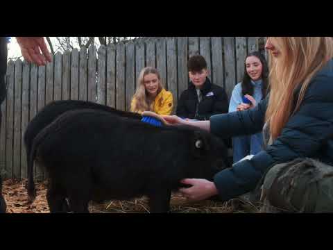 Mini Pigs - Image 2