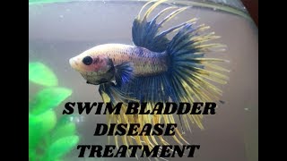 Betta Swim Bladder Disease Treatment Tips