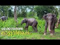 മഴക്കാലത്തെ കാടൻ കാഴ്ചകൾ Monsoon Forest Safari In Bandip
