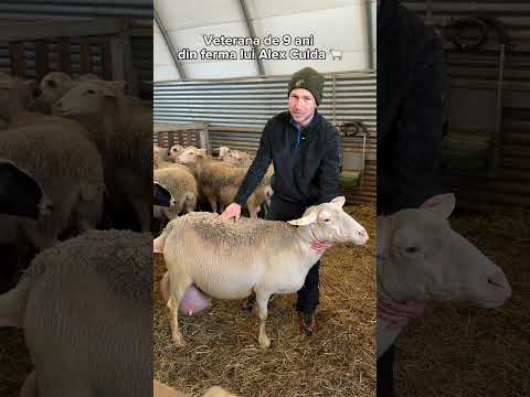 Veterana de 9 ani din ferma lui Alex Culda