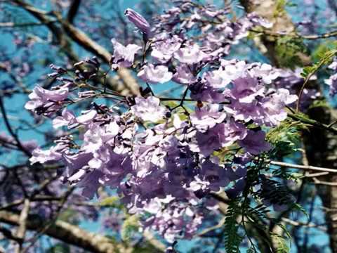 NEVILLE GISHFORD BEAUTIFUL FLOWERS Relaxation video, with calming, peaceful music.