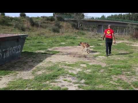 Vídeo de FREYA