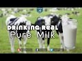 Drinking Real Pure Milk