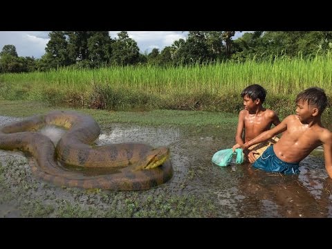 Brave Boys Catch Water Snake with Bare Hands | Entertaining Videos