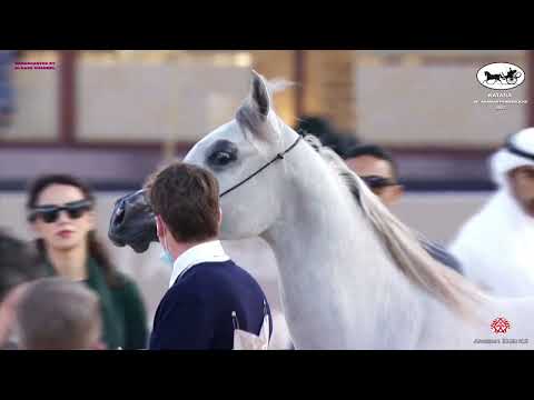 N 107 SHEHAB AL FARRES   Katara Int  Arabian Peninsula Horse Show 2022   Yearling Colt Class 4B