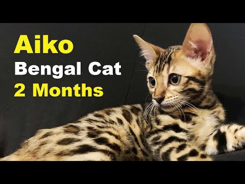 Aiko Bengal Cat 2 Months