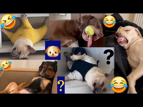 Funny Dog Sleep Moments #viral #trending #viralvideo #funny   @Harshgujral