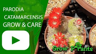 Parodia catamarcensis – grow & care (Beautiful cactus)