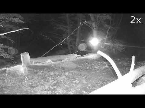 20210603 FAINE vs VOLPE notte - lotta per il pollo