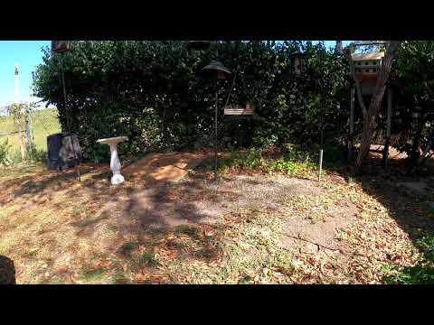 Another BIRDWARP! | So Many House Sparrows!! | Fort Worth, TEXAS