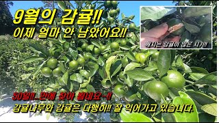 감귤나무와 잘 지내고 있었습니다!! 50일만에~감귤성장모습, 열과감귤