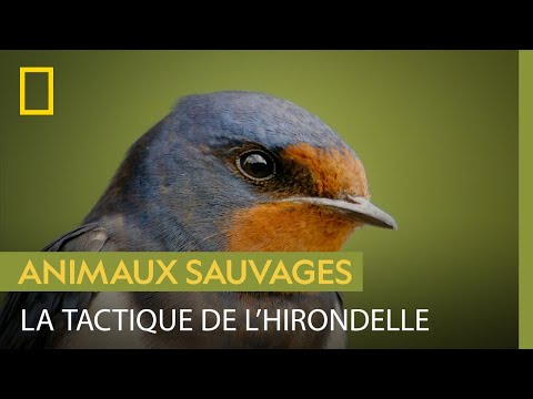 This swallow feeds on elephants.