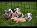 Beabull dogs for sale: Ace  - Video 1