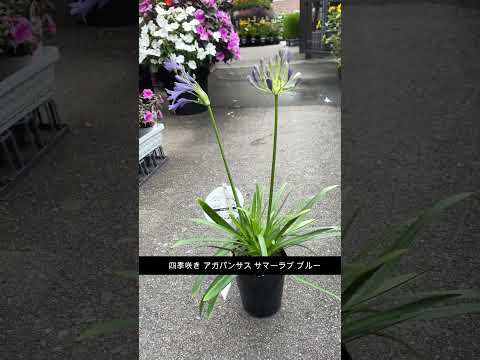 園芸 アガパンサスに関するよくある質問