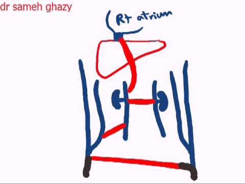 development of inferior vena cava by dr sameh ghazy