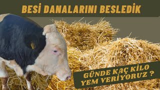 BESİ DANALARINA YEM VERDİK / GÜNDE KAÇ KG YEM 