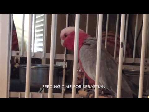 Sebastian Loves French Fries