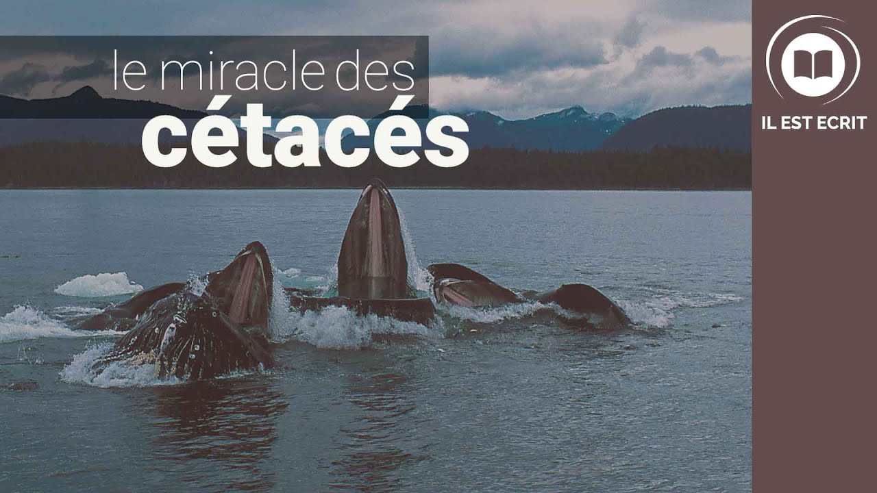 Le miracle des cétacés