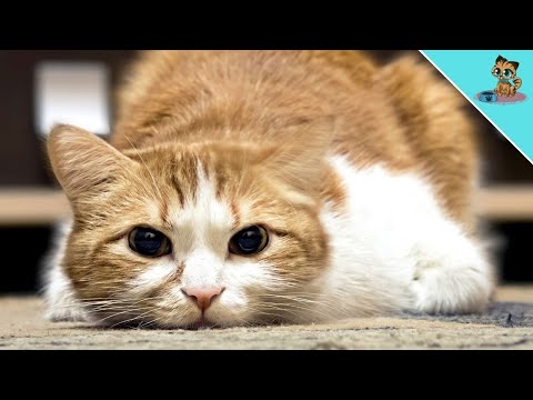 HOW TO Recognize & Relieve Pain In Cats (EVERYONE Should Know!)