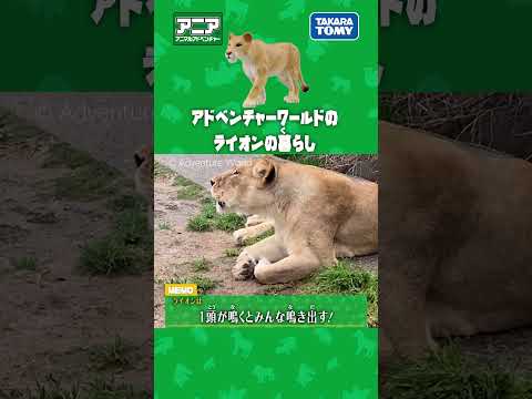 #アドベンチャーワールド のライオンの暮らし　#アニア #アニア研究所 #タカラトミー #shorts