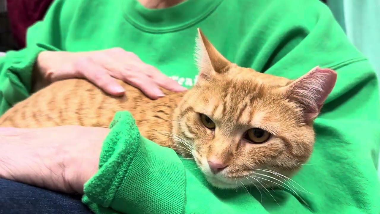 Dillon , a Adoptable Domestic Short Hair in Clifton, NJ video 6/6