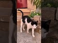 Tuxedo Cat Meows So Cute Shortsvideo Cat Cute Kitten Mother Purring Straycat