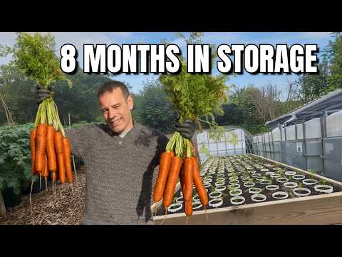 Harvesting Carrots? Here Is How to Make Them Last 8 Plus Months!