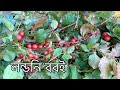 Collected Plum From Park Plum In London Extra Flavour Uk