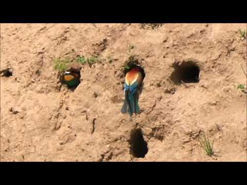 Żołny w okolicach Dębicy