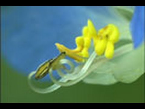 ビアードフラワー: ケアにおける 3 つの最大の間違い 植物