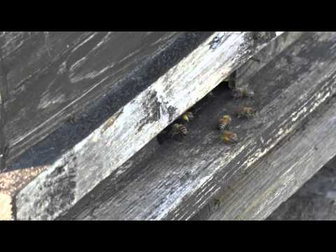 [Tiere] Bienenstock - Honigbienen - Insekten - Imker - Geocaching - Altenothe - Bergneustadt
