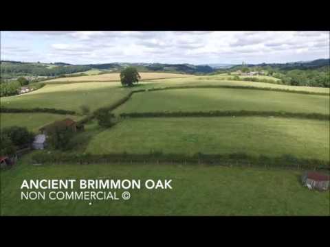 The Brimmon Tree - Sam Gomm