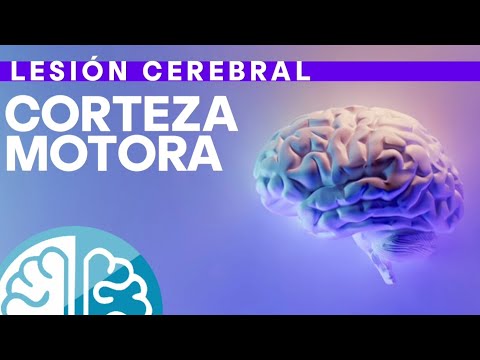 🧠LESIÓN CEREBRAL🤕 ¿QUE HAGO? - Fisioterapia Neurológica en el Daño Cerebral adquirido