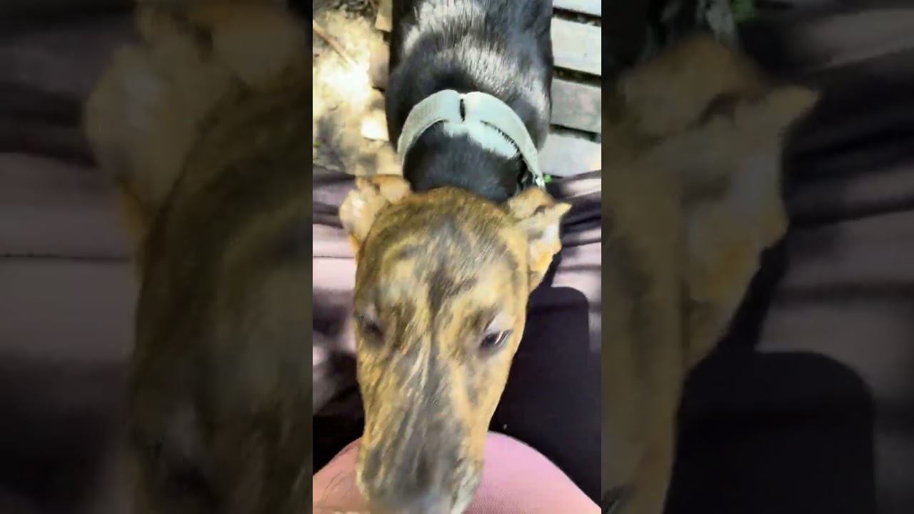 Crunch Mini - LOCAL PUP, an adopted mixed breed in Andover, MA video 6/6
