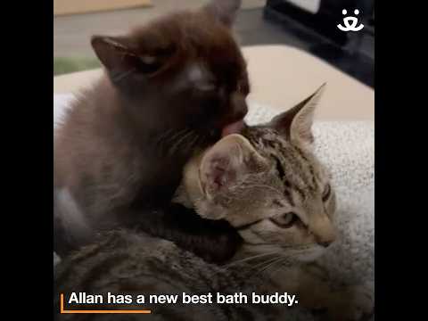 Foster helps baby kitten walk again