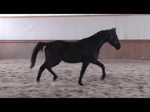 3 jähriger Wallach (Millenium x Harvard) zu verkaufen