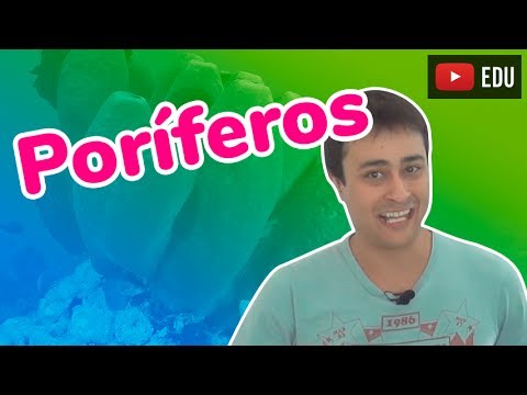 Poríferos - Reino Animalia (Zoologia) - Prof. Paulo Jubilut