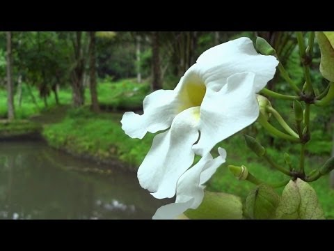 Taman Botani – Jember Ajib…