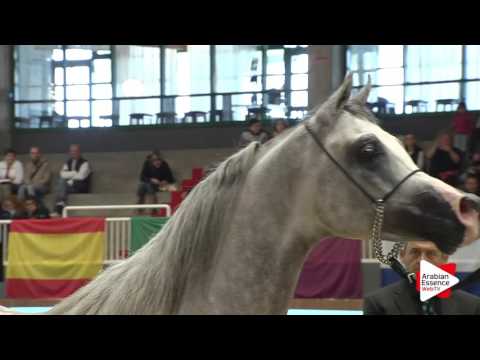 Milan SEWC 2016 - Stallions (5A) - 2nd place: N.68 BEBARS AL FARIDA