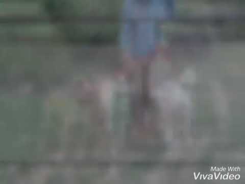 Abdul Wahid jutt pithorani