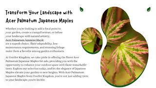 Acer Palmatum Japanese Maples Nature's Artistry for Your Landscape