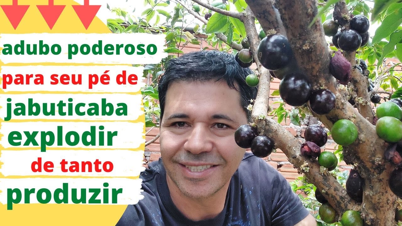 dois SUPER ADUBOS para turbinar a PRODUÇÃO do seu PÉ DE JABUTICABA