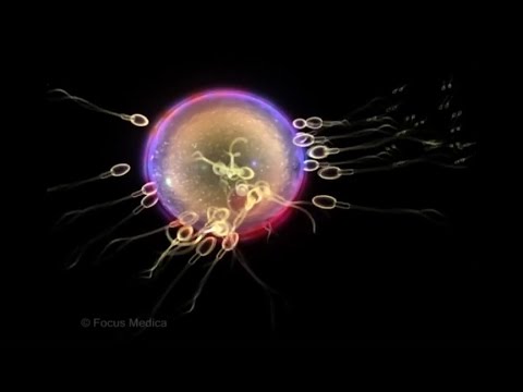 Unser Körper in 3D - Befruchtung und Schwangerschaft (Schulfilm-Vorschau)