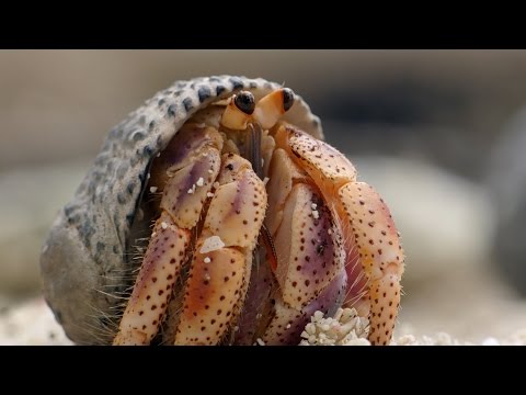 Hermit Crabs Forming a Queue