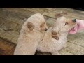 Golden Retriever dogs for sale: Flint - Video 1