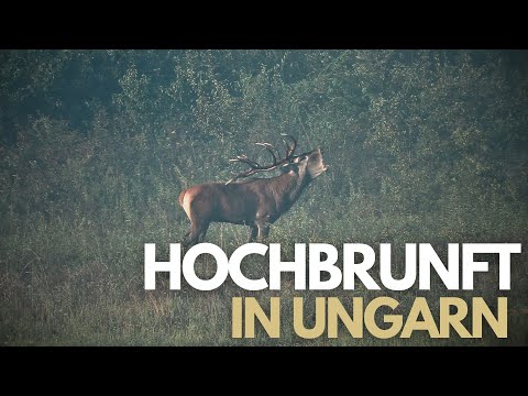 Der Geburtstagshirsch I Hochbrunft in Ungarn