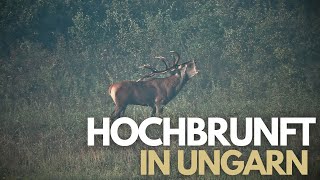 Der Geburtstagshirsch I Hochbrunft in Ungarn