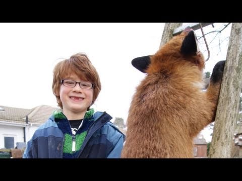 The colossal 26lb fox The colossal 26lb fox